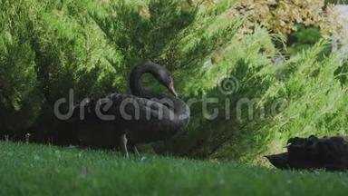 美丽的黑天鹅在绿草上觅食